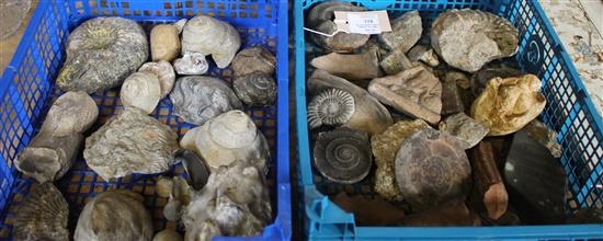 Collection of fossil and mineral specimen fragments